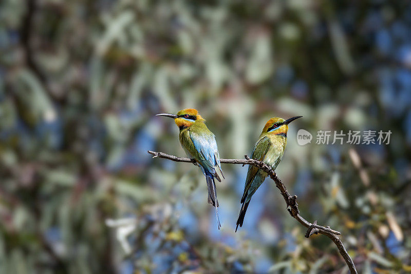 彩虹食蜂鸟(Merops ornatus)